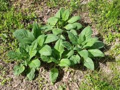 Symphytum caucasicum