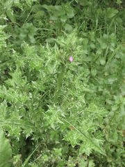 Carduus tenuiflorus