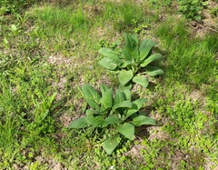 Symphytum caucasicum