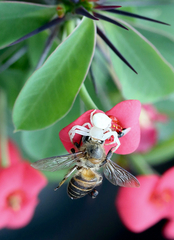 Thomisus spectabilis