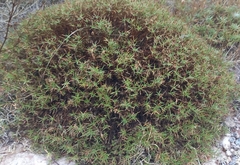 Bryoerythrophyllum recurvirostrum