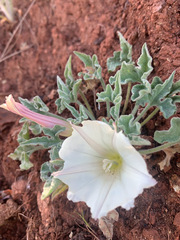 Calystegia collina oxyphylla