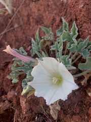 Calystegia collina oxyphylla