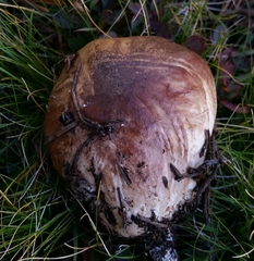 Suillus punctatipes