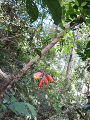 Thunbergia mysorensis