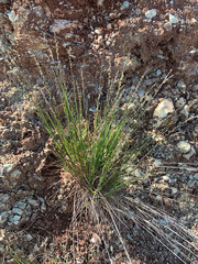 Melica imperfecta