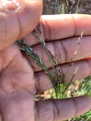 Melica imperfecta