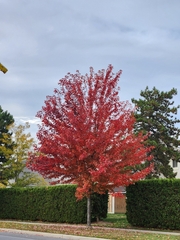 Phyllanthus myrtifolius