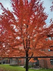Phyllanthus myrtifolius