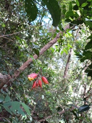 Thunbergia mysorensis