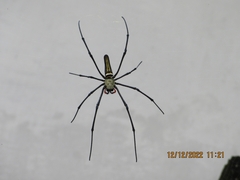 Nephila pilipes