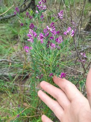 Comesperma retusum