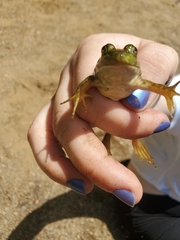 Phyllanthus myrtifolius
