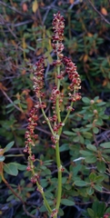 Rumex paucifolius