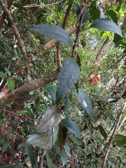 Thunbergia mysorensis