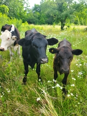 Phyllanthus myrtifolius