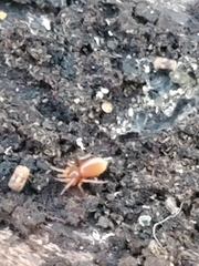 Dysderoidea