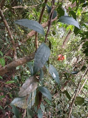 Thunbergia mysorensis