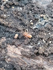 Dysderoidea