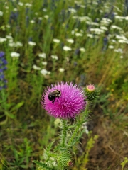 Phyllanthus myrtifolius