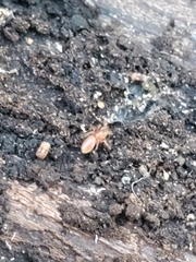 Dysderoidea