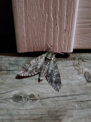 Phyllanthus myrtifolius