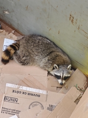 Phyllanthus myrtifolius