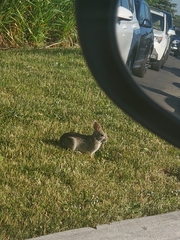 Phyllanthus myrtifolius