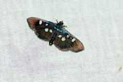 Rhagoba octomaculalis
