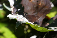 Pelopidas assamensis