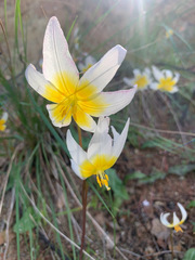 Erythronium helenae