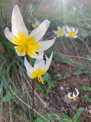Erythronium helenae