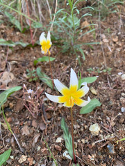 Erythronium helenae