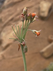 Tulbaghia acutiloba