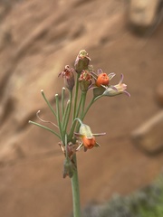 Tulbaghia acutiloba