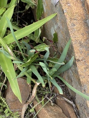 Tulbaghia acutiloba