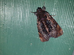 Catephia linteola
