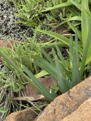 Tulbaghia acutiloba