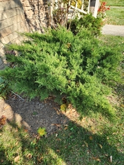 Phyllanthus myrtifolius