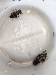 Nicrophorus nepalensis