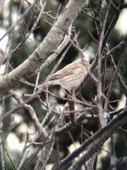 Passerculus sandwichensis princeps