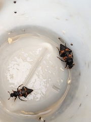 Nicrophorus nepalensis