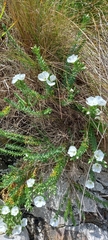 Linum monogynum