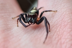 Opisthoncus quadratarius