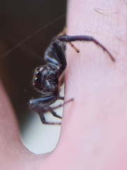 Opisthoncus quadratarius