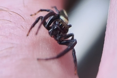 Opisthoncus quadratarius