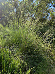 Festuca californica