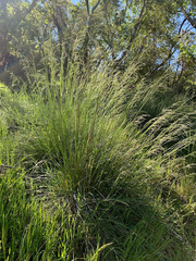 Festuca californica