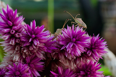 Homoeocerus bipunctatus