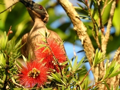 Philemon buceroides